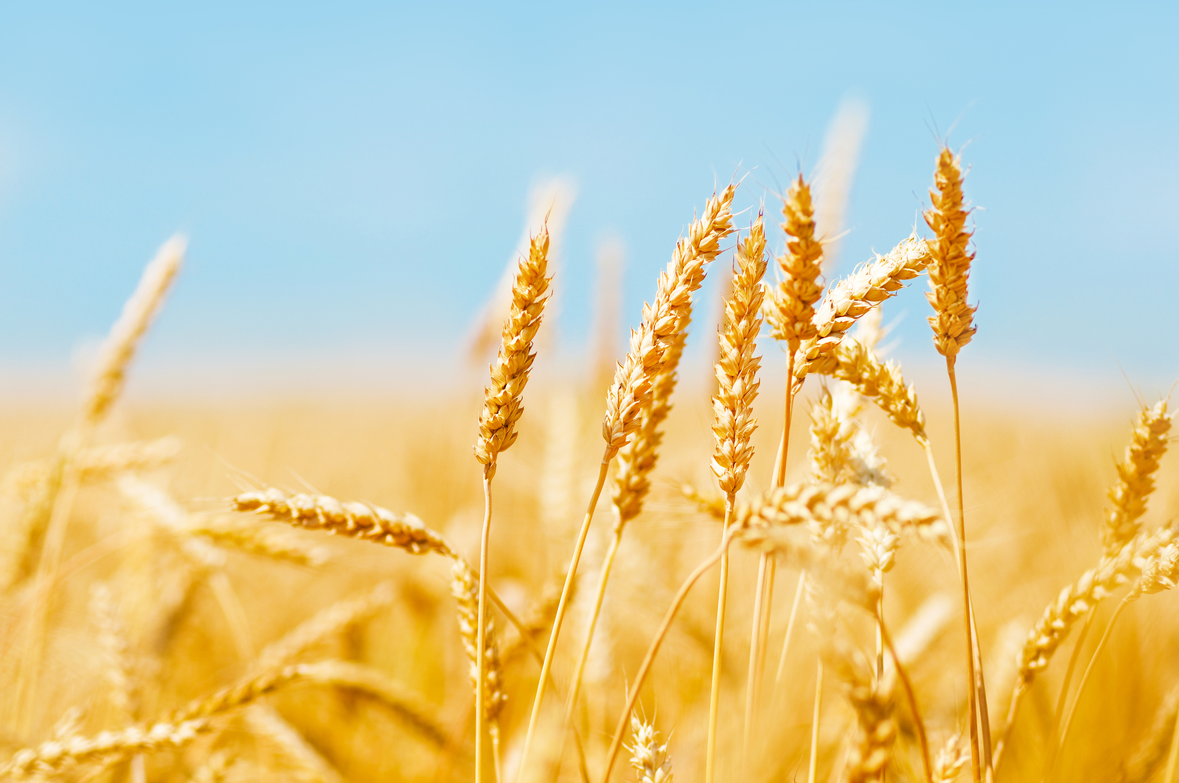 Хлеба зерновые культуры. Поле с колосьями. Пшеничное поле. Фон поле пшеницы. Колосья хлеба.